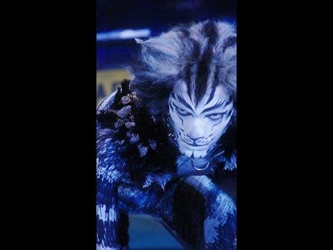 Iconic Musical ‘CATS’ to Grace Brisbane in 2026